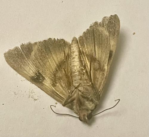 Catocala nymphagoga