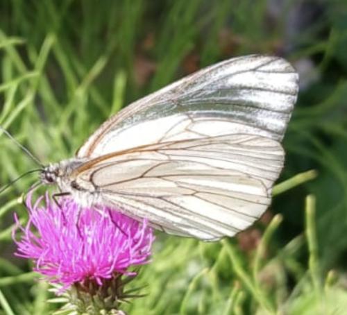 Aporia crataegi