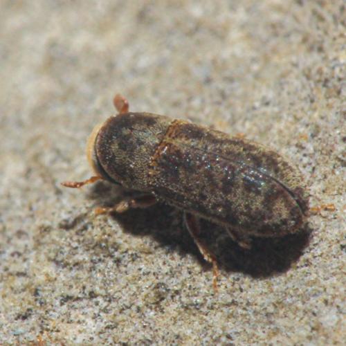 Réf. 347 862 : Carphoborus perrisi