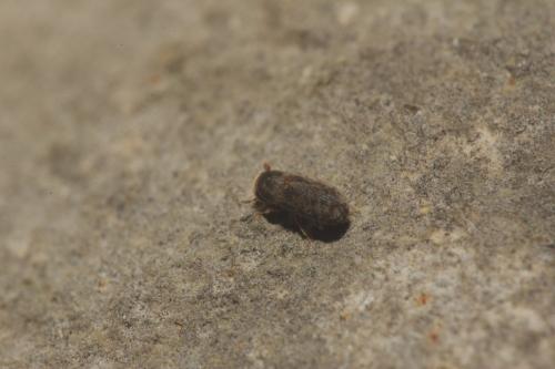 Réf. 347 506 : Carphoborus perrisi