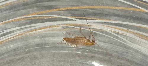 Planuncus vinzi
