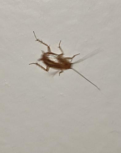 Planuncus vinzi