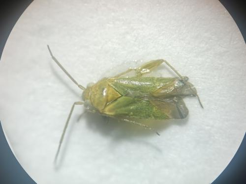 Réf. 347 107 : Orthotylus sp.