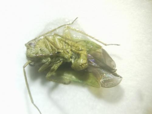 Réf. 347 108 : Orthotylus sp.