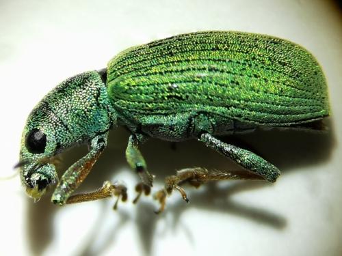 Réf. 347 512 : Polydrusus formosus