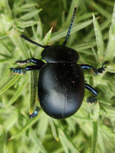 Timarcha tenebricosa