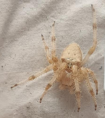 Réf. 347 457 : Araneus pallidus