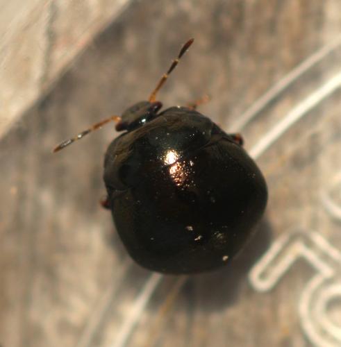 Coptosoma scutellatum