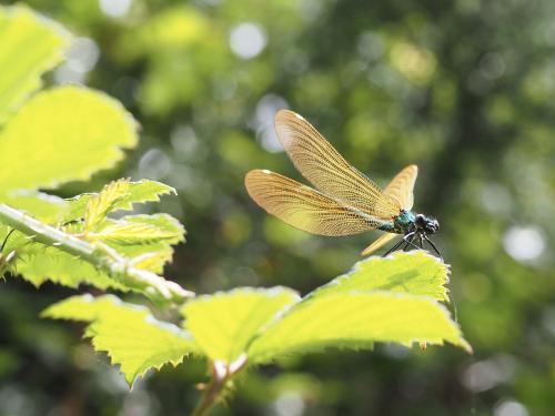 Réf. 347 946 : Calopteryx virgo