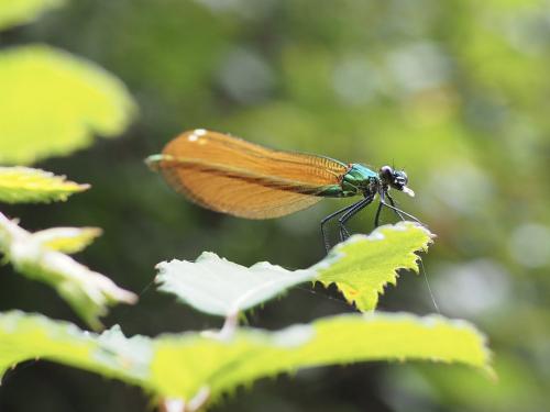 Réf. 347 947 : Calopteryx virgo