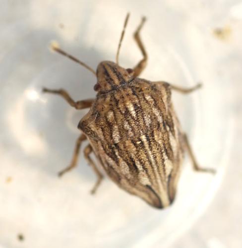 Réf. 347 680 : Odontotarsus robustus