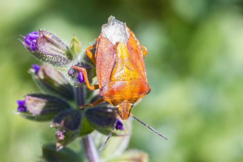 Carpocoris purpureipennis