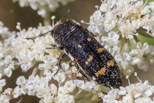 Réf. 347 178 : Acmaeoderella flavofasciata