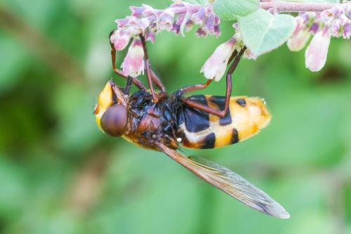 Réf. 347 342 : Volucella zonaria