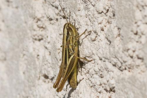 Euchorthippus declivus