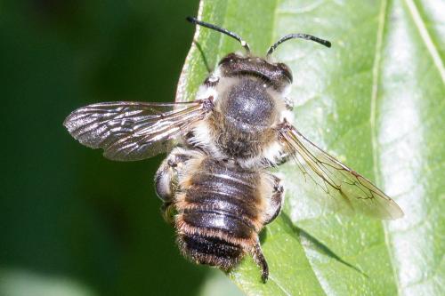 Réf. 347 795 : Megachile sp.