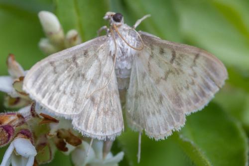 Réf. 347 933 : Pleuroptya ruralis