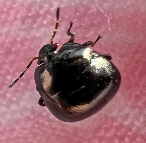 Réf. 347 510 : Coptosoma scutellatum