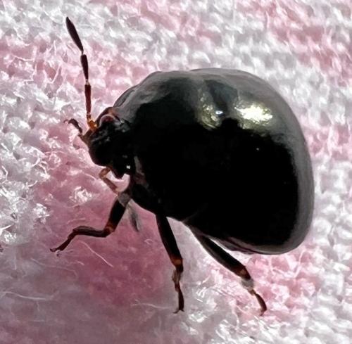 Coptosoma scutellatum