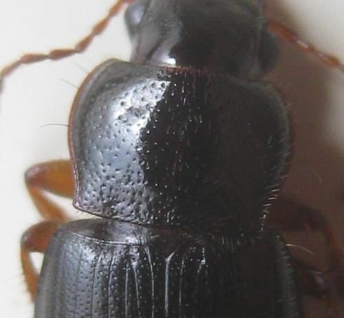 Réf. 347 184 : Ophonus rufibarbis