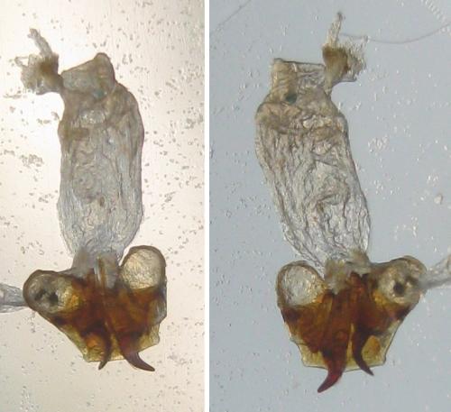 Réf. 347 182 : Ophonus rufibarbis