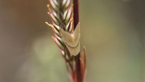 Réf. 347 156 : Eublemma parva