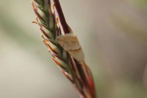 Réf. 347 157 : Eublemma parva