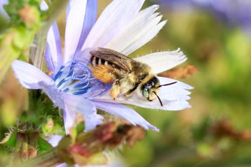 Réf. 347 930 : Dasypoda sp.