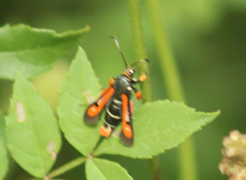 Réf. 347 383 : Pyropteron chrysidiformis