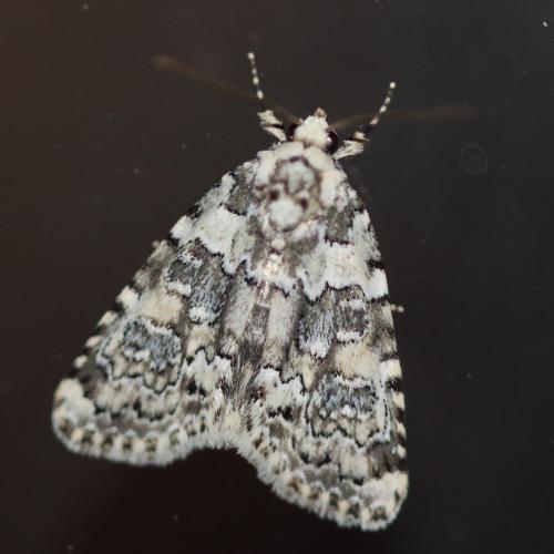 Bryophila domestica