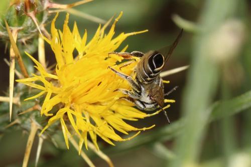 Réf. 347 836 : Megachile sp.