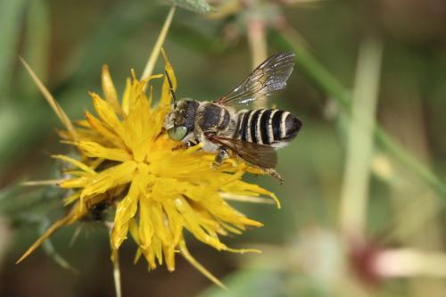 Réf. 347 835 : Megachile sp.