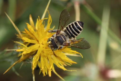 Réf. 347 837 : Megachile sp.