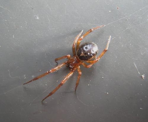 Réf. 347 504 : Steatoda nobilis