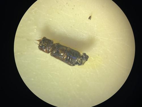 Scobicia chevrieri