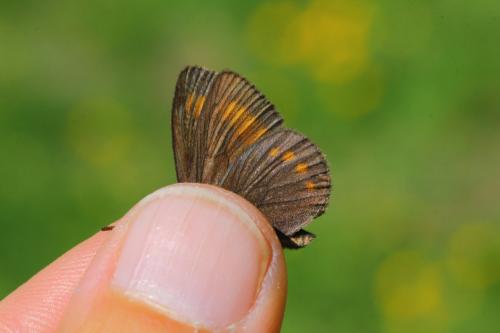 Erebia pharte
