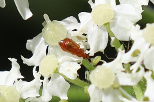 Omaliinae