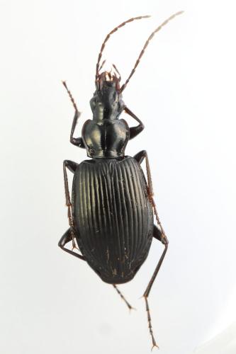 Réf. 347 176 : Platynus assimilis