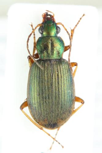 Réf. 347 179 : Chlaenius vestitus