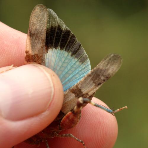 Oedipoda caerulescens caerulescens