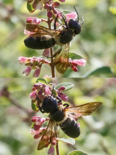 Megachile sculpturalis
