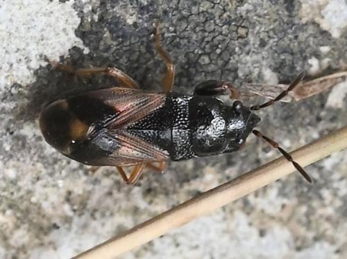 Megalonotus praetextatus