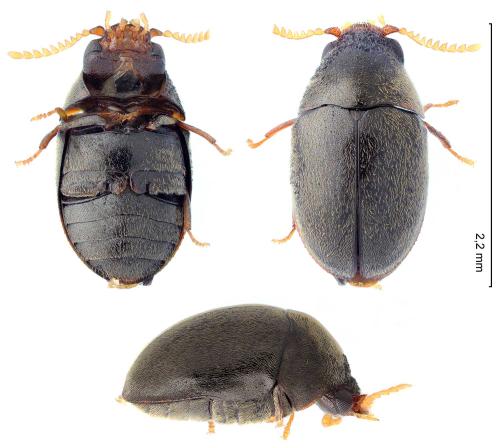 Réf. 347 257 : Mesocoelopus niger