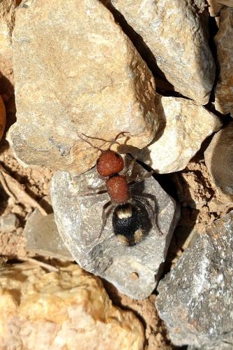 Réf. 347 238 : Mutilla quinquemaculata