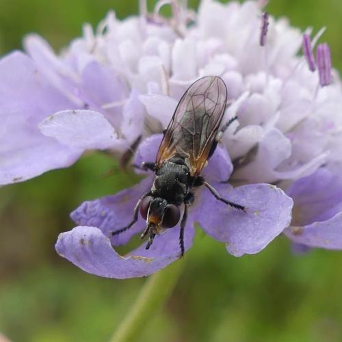 Réf. 347 026 : Thecophora atra