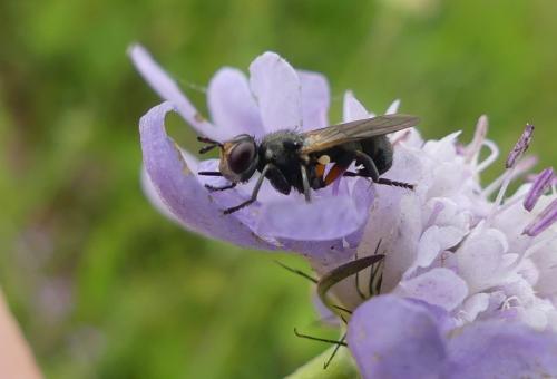 Réf. 347 025 : Thecophora atra