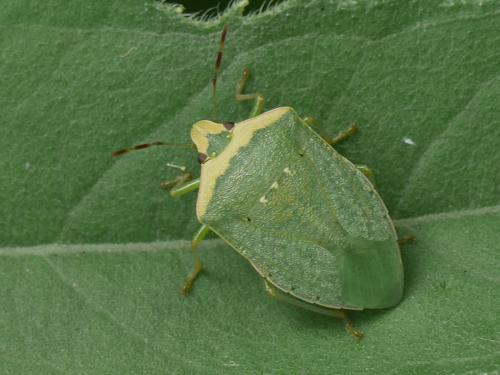 Réf. 347 046 : Nezara viridula