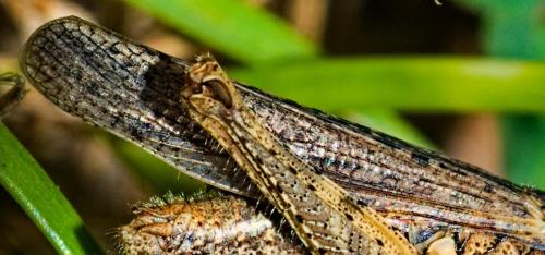 Réf. 347 818 : Chorthippus brunneus brunneus