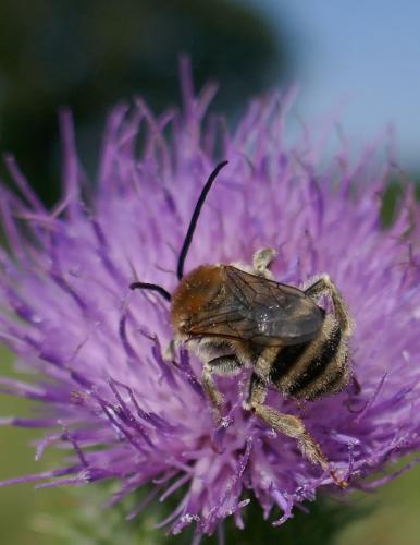 Tetraloniella dentata