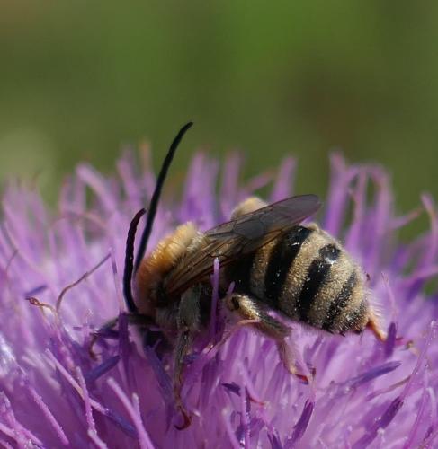 Tetraloniella dentata